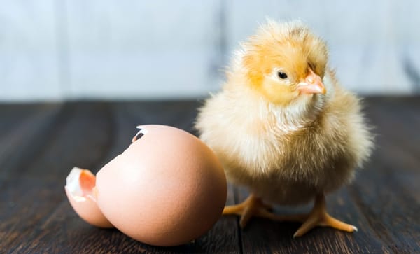 Jump starting a marketplace — “The Chicken and Egg Problem”